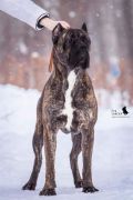 Щенки кане корсо итальянских кровей (6 фотографий)